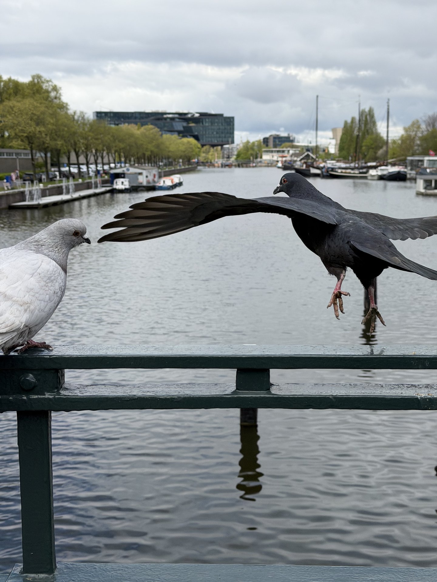 Two pigeons are captured in a dynamic moment on a bridge railing overlooking a canal at Kattenburgerstraat, Marineterrein, Amsterdam